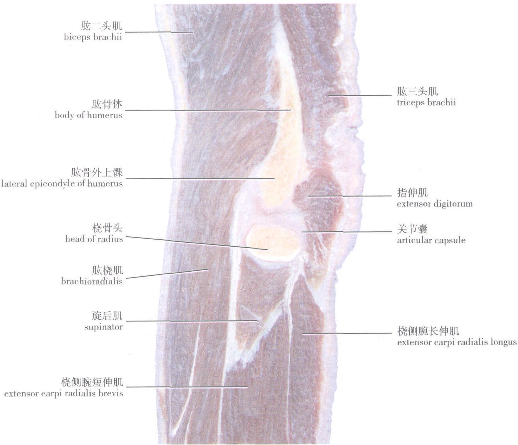 第二節(jié) 肘關(guān)節(jié)連續(xù)矢狀層面